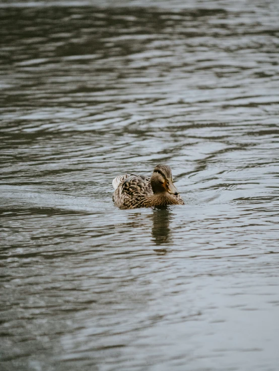 a duck is swimming in some large body of water