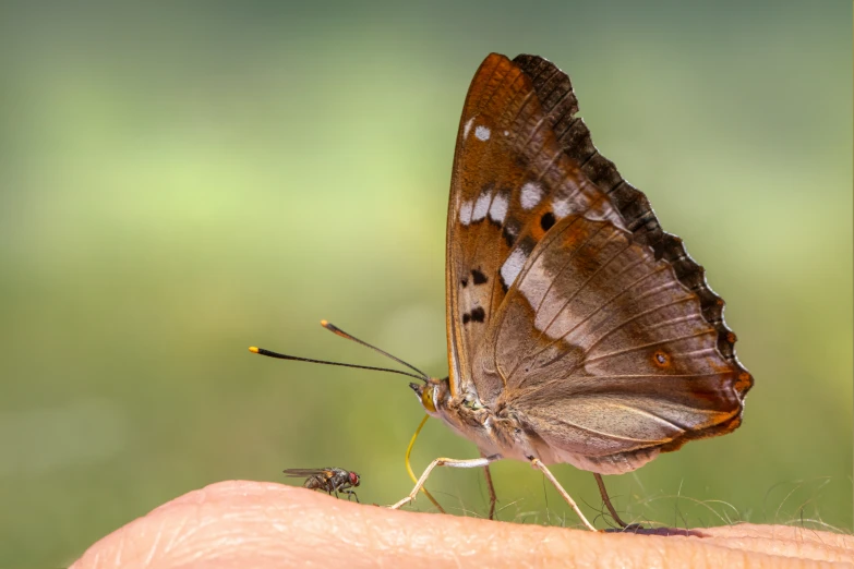 a erfly on the arm of a hand