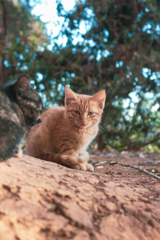 a couple of cats that are sitting down