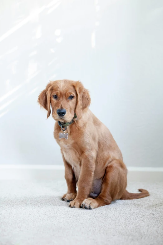 a dog sitting on top of a white carpet