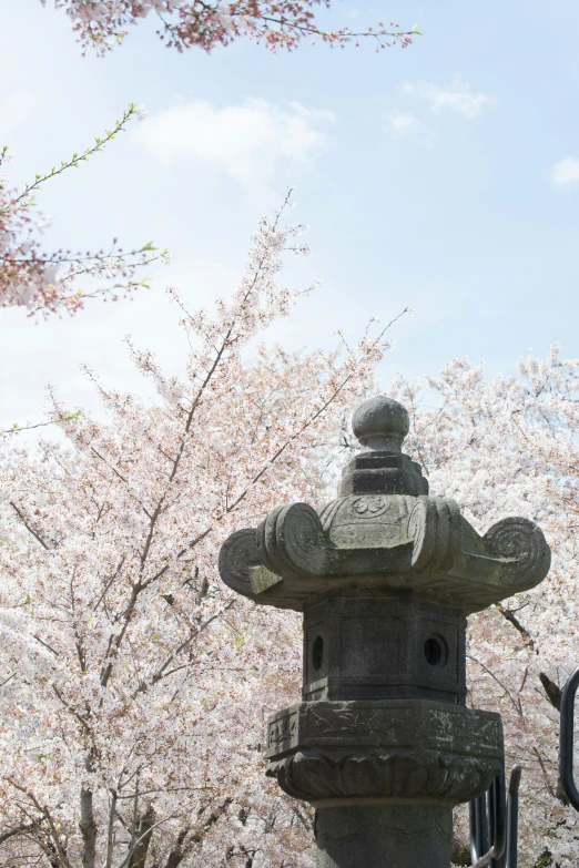 this japanese pagoda is surrounded by blossoming trees