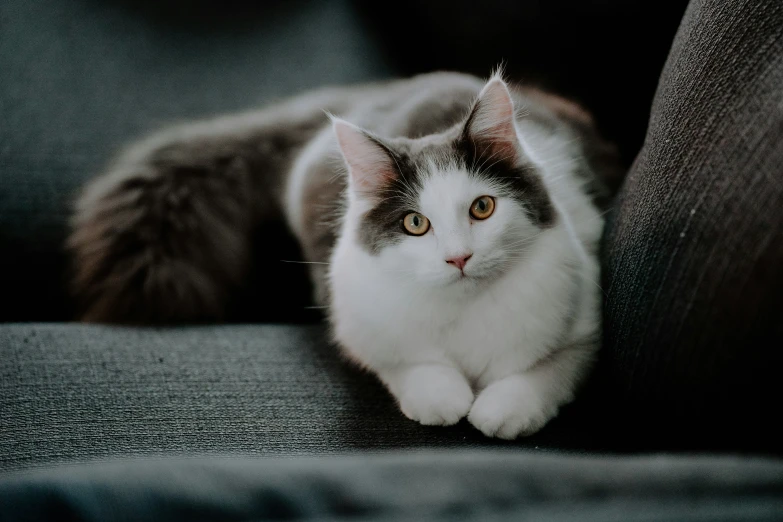 the cat is sitting on top of a grey couch