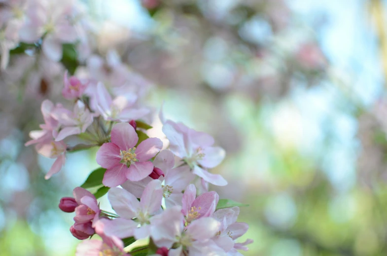 a cluster of pink flowers growing on the stems of trees