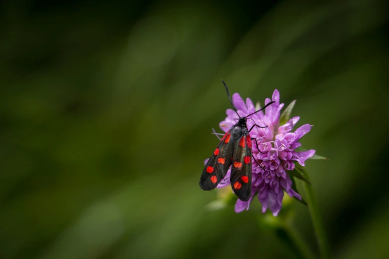 two red and black bugs are sitting on some purple flowers