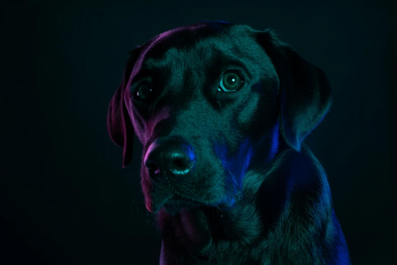 a black dog looks at the camera while against a dark background