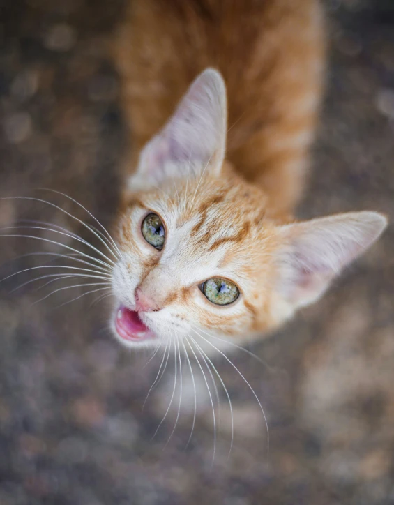 an orange tabby kitten looking up with a surprised look on its face