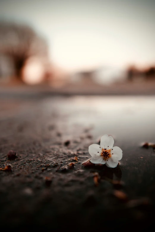 a flower on the wet ground in a blurry po