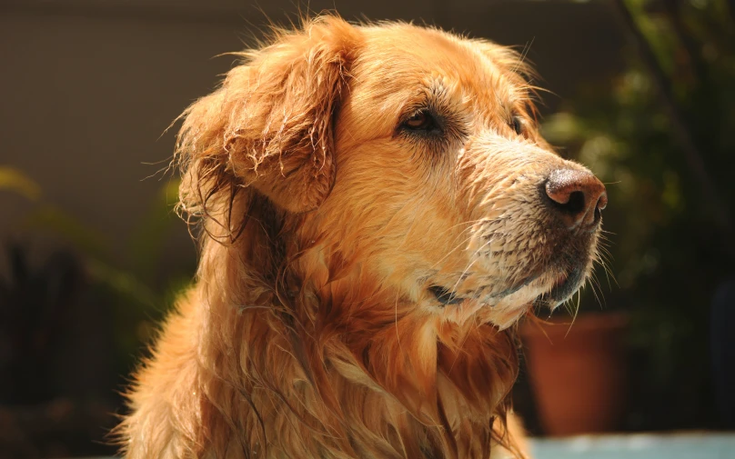 a large gy golden dog outside during the day