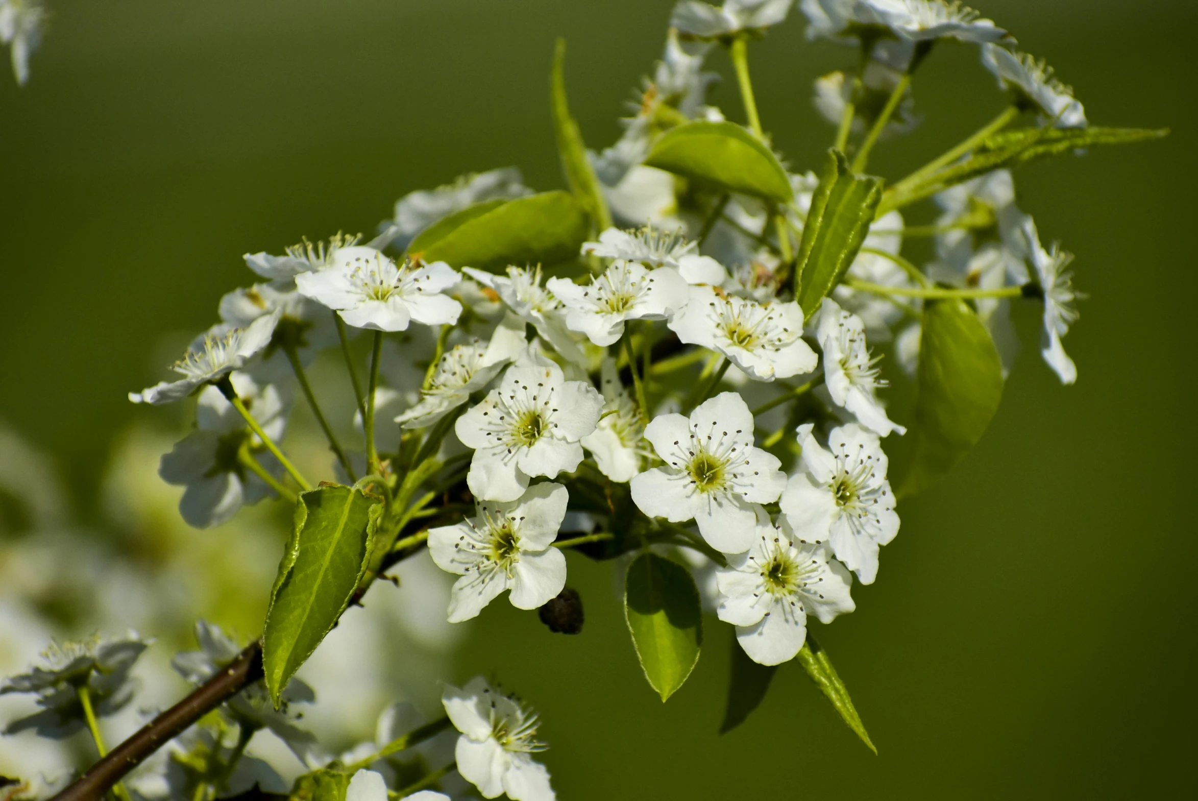 a nch of white flowers in a close up s