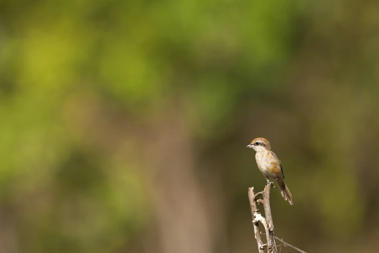 a bird perched on top of a nch with long thin blades