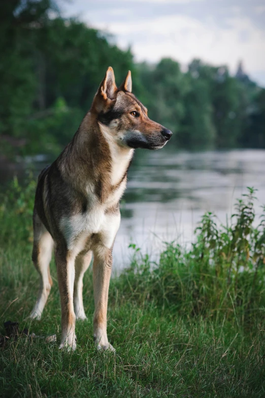 a dog that is standing in the grass