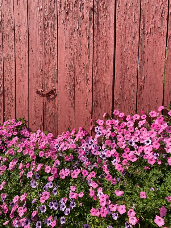 a wall and a field of pink flowers