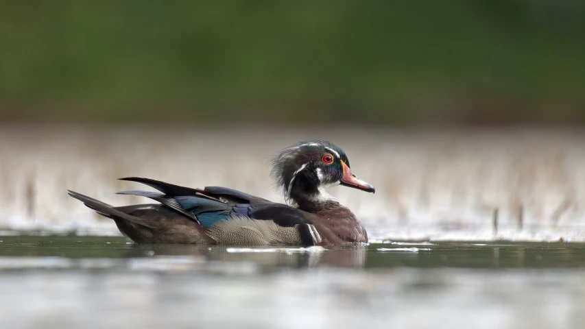 a duck swims through a body of water