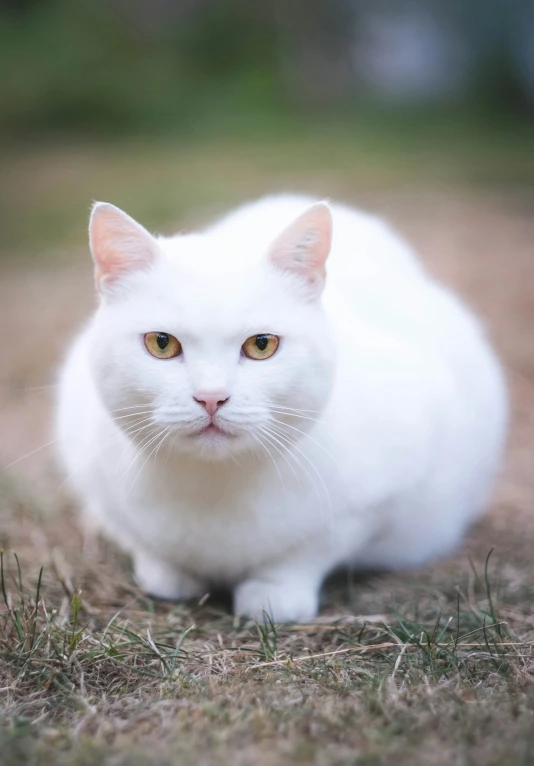 the cat sits and looks out while looking at the camera