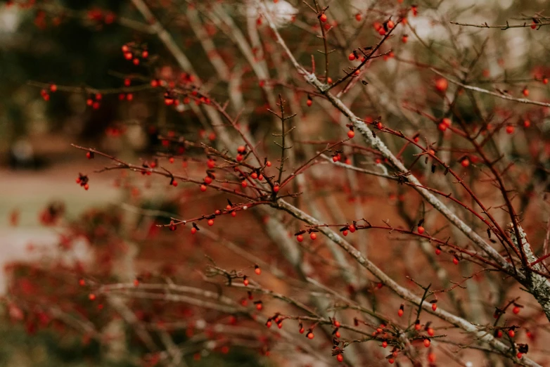 a plant with red berries grows in a forest