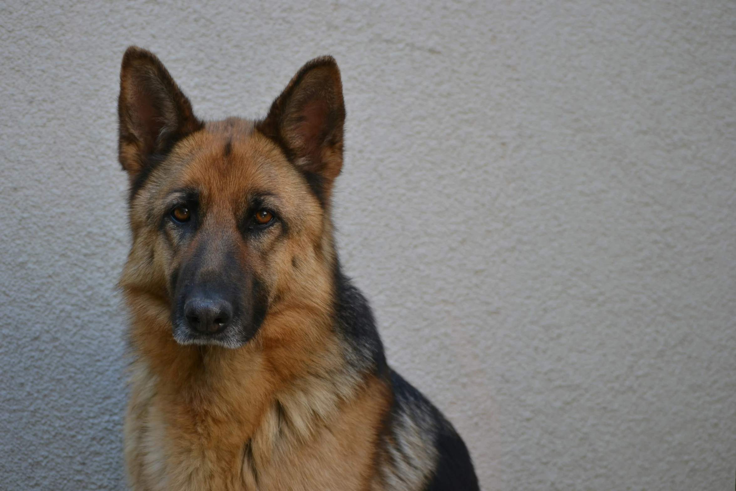 a close up of a brown and black dog near wall