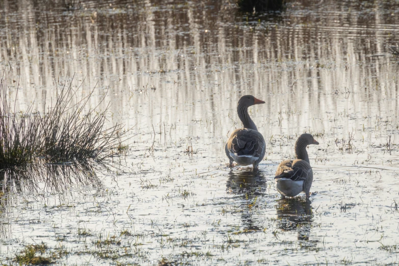 three ducks in a pond next to some reeds