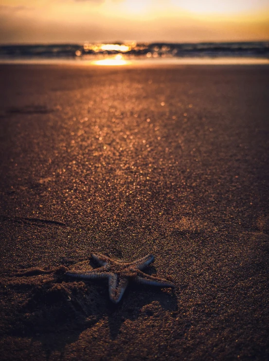 a starfish lying on the sand at sunset