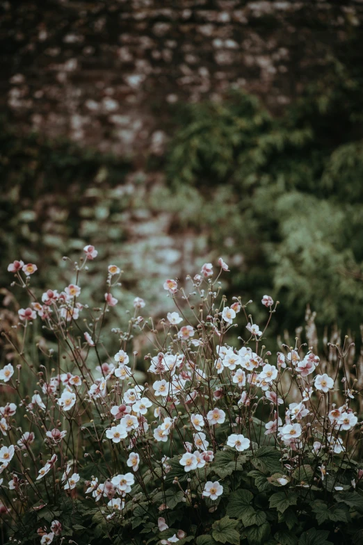 the white flowers stand alone in the green field