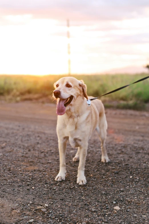 a dog is on a leash outside by the field