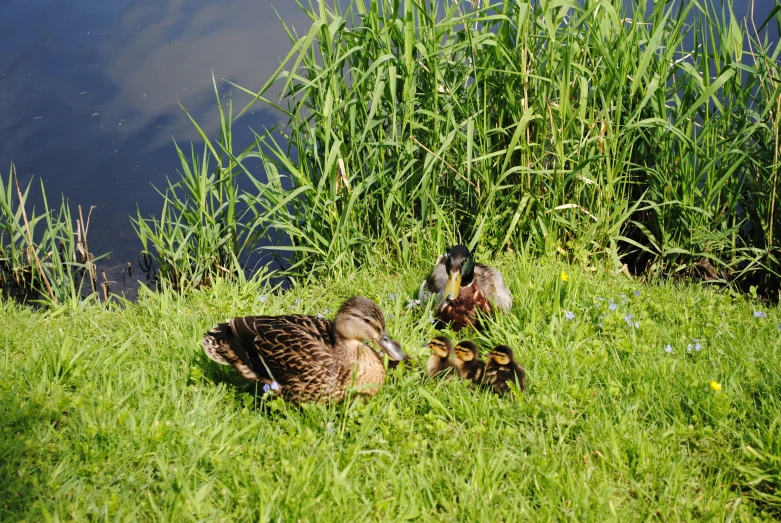 two ducks sitting in the grass by water