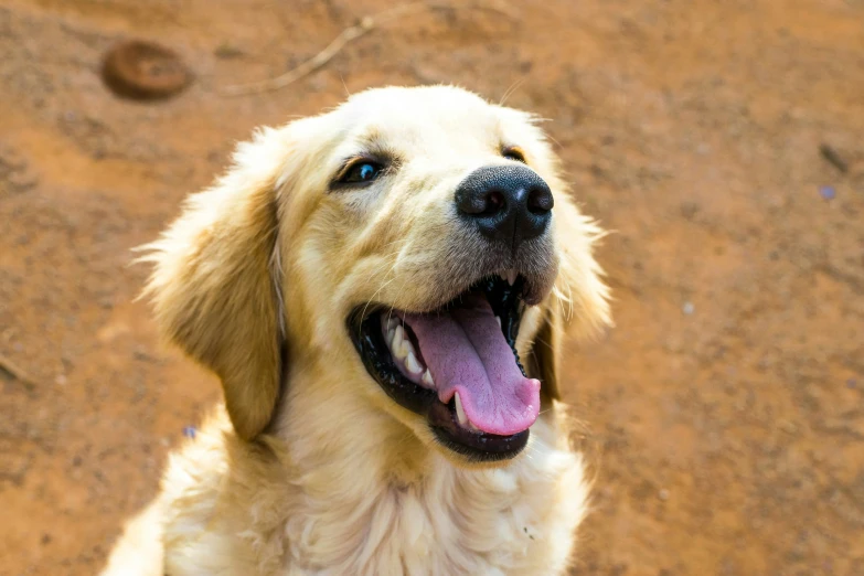 a golden lador retriever with its mouth open