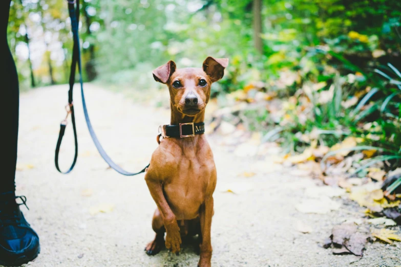 an image of a small brown dog with leash