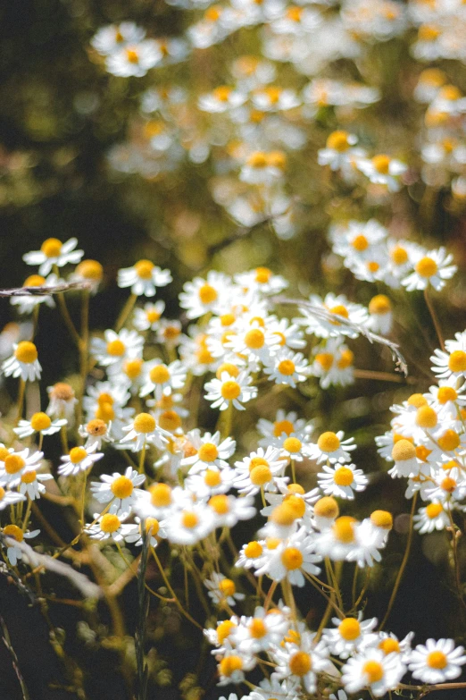 yellow and white flowers in full bloom with grass behind them