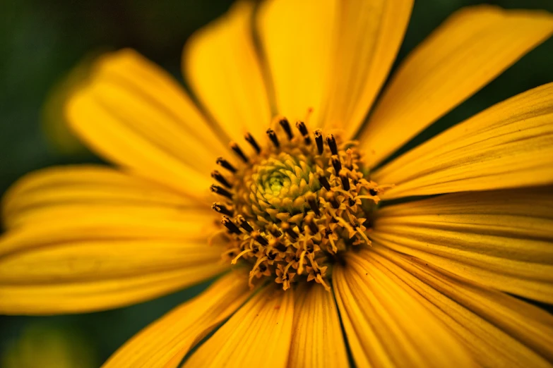 a close up s of a yellow flower