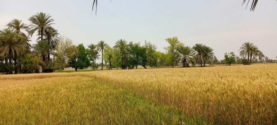 a man flying a kite on top of a lush green field