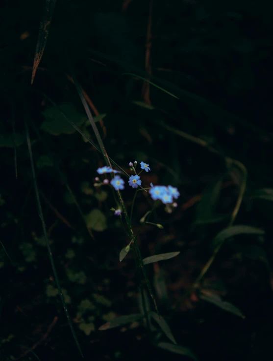 a close up of small blue flowers on grass