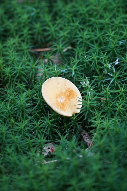 an up close s of a yellow mushroom sitting in the grass