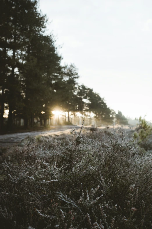 a field full of trees in the middle of winter