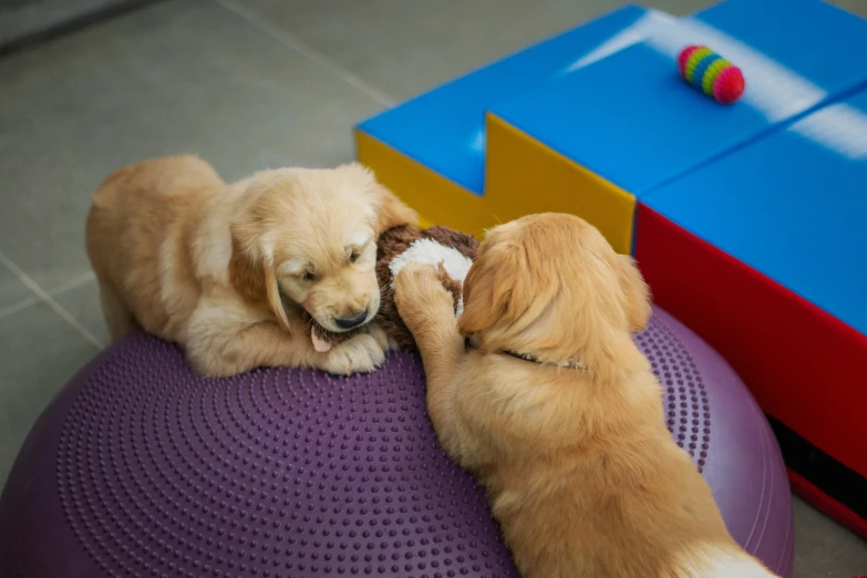 two brown dogs are on a purple ball