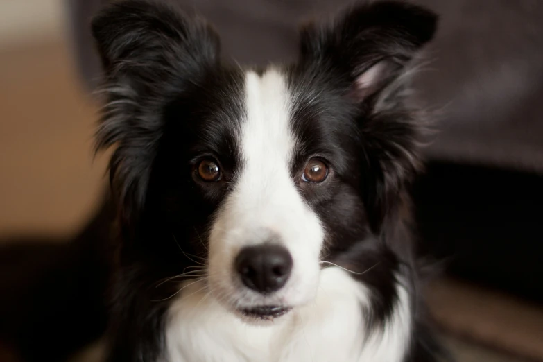 a black and white dog with one eye looking away