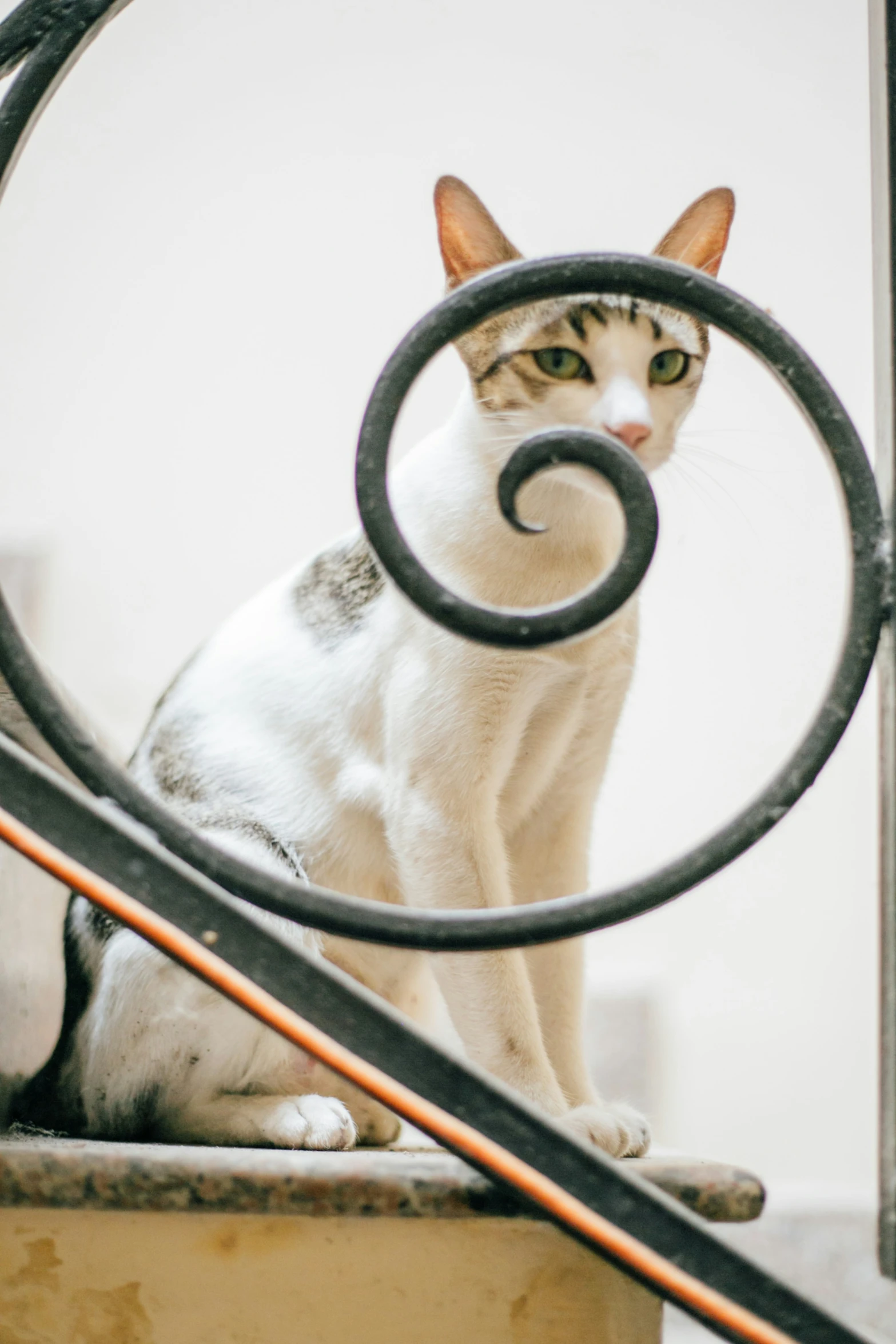 a cat sitting in an iron gate looks at the camera