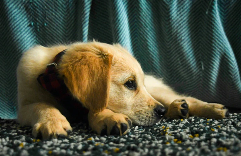 a small puppy lies in front of the camera