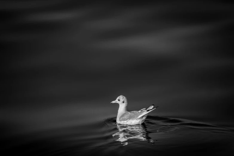 a bird swimming on top of a body of water