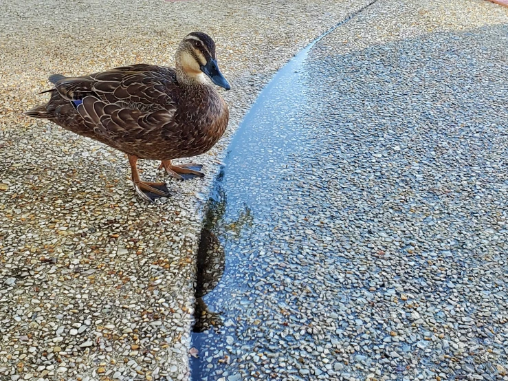 a duck walking on pavement next to dle