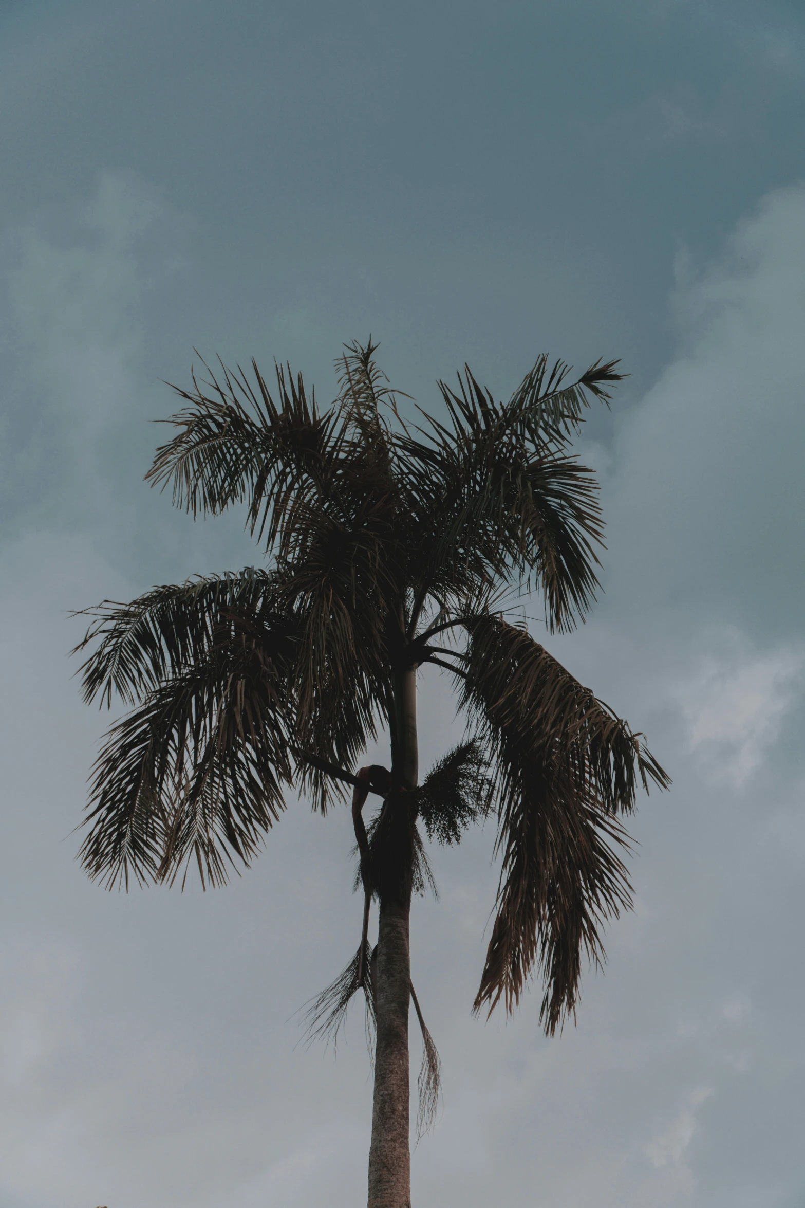 a man is climbing up to a palm tree