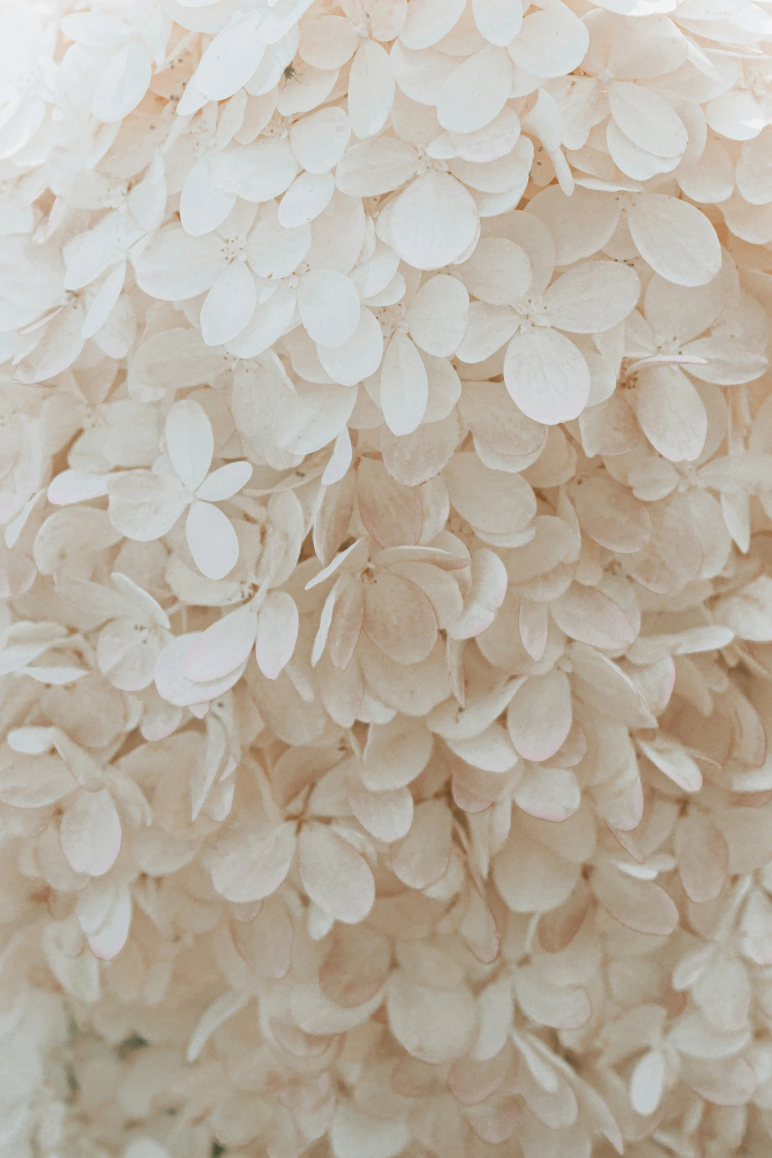 a close up of a white flower in a room