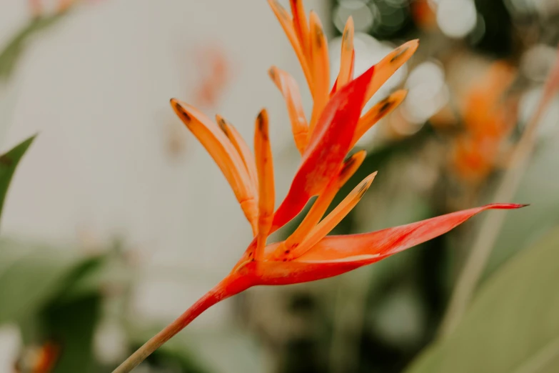 a red flower is next to some green leaves