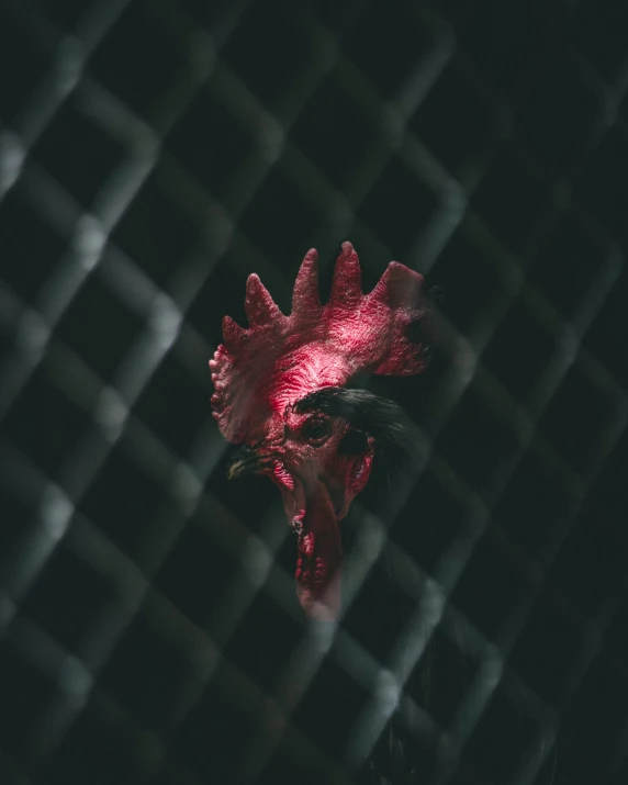 an abstract pograph of the head of a rooster in a cage