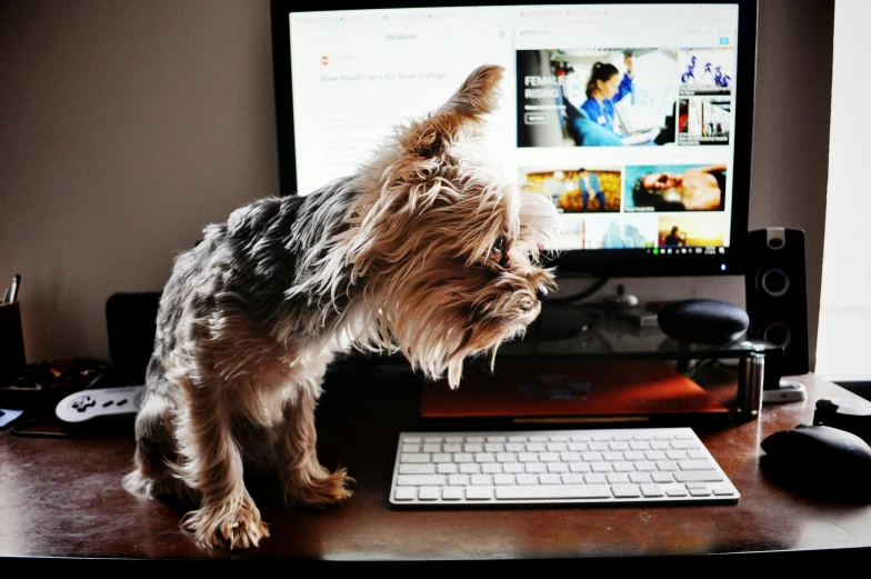 a small dog standing on top of a desk near a computer