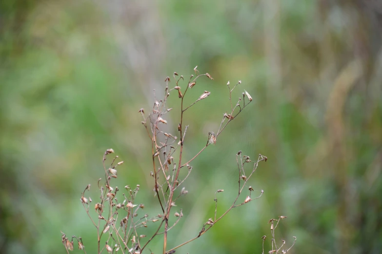 small nches with tiny leaves in the foreground