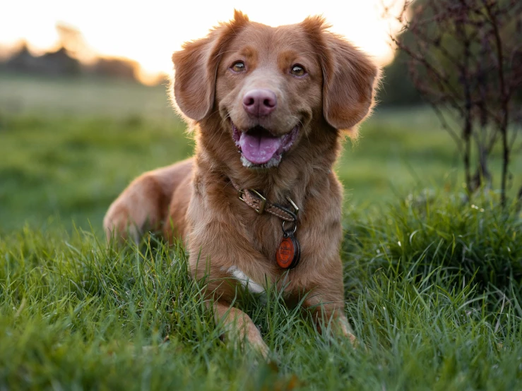 a dog lays in the grass as the sun is rising