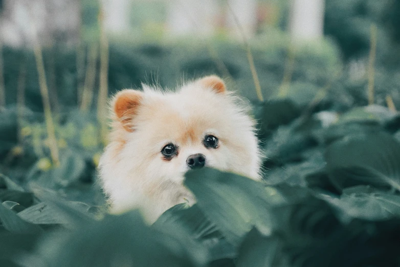 a dog is peeking out of the lush foliage