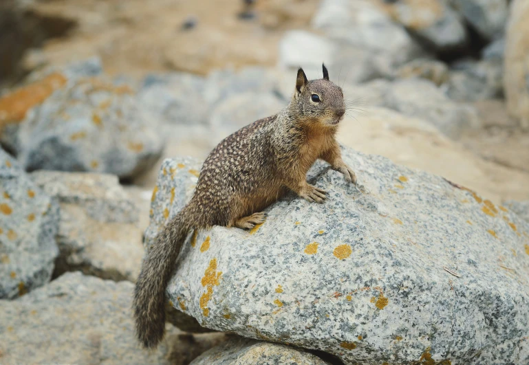 a little chipper squirrel standing on top of a rock