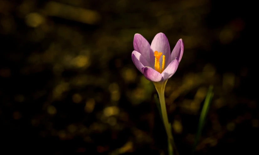 a purple flower with a yellow center is next to the leaves