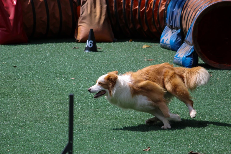 a dog running in the grass to catch soing